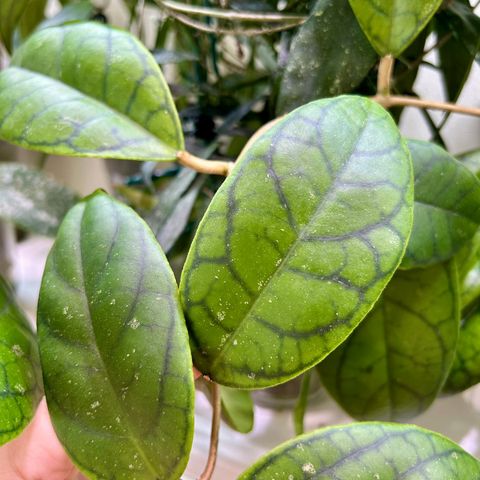 Hoya ‘Louise’