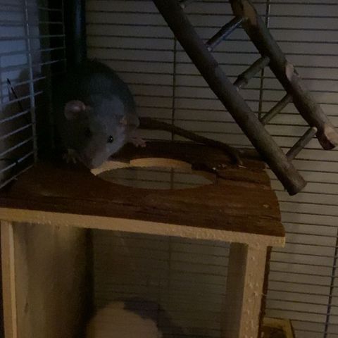 2 rotter med bur