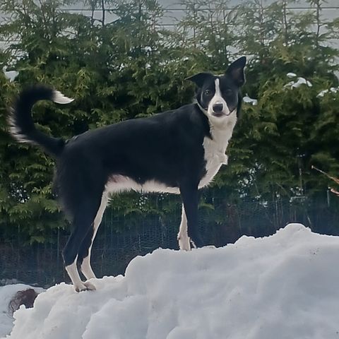 Border collie tispe 1 ,5 år