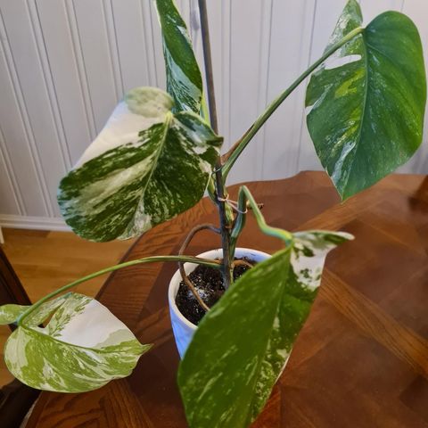 Monstera variegata.