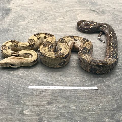 1.1 Corn island boa (Dverg lokalitet)