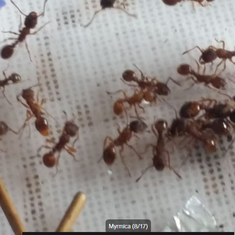 Queen ants. Maur Kolonier til salg