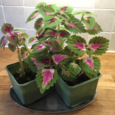 coleus planter