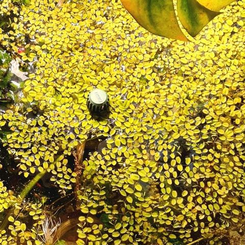 Overflateplanter ● Salvinia auriculata ●