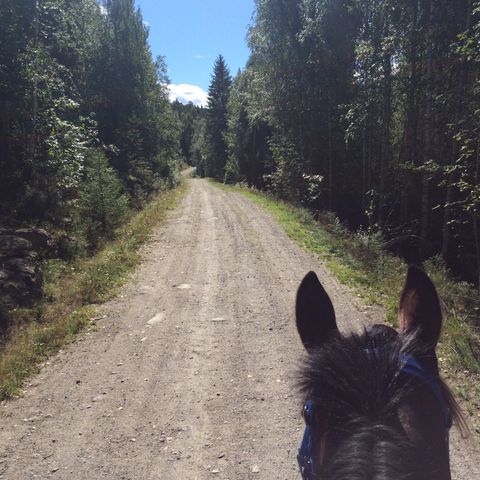 Ønsker å leie hest for rideturer