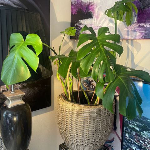 4 stk. Monstera planter