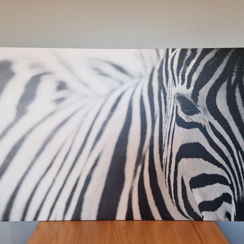 Ikea PJÄTTERYD Zebra bilde