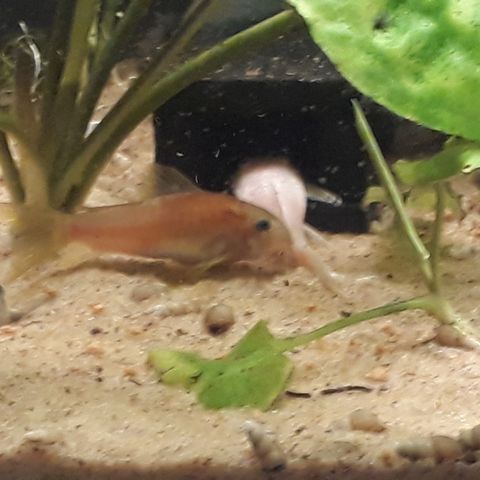 Corydoras CW023