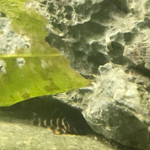 L 340 klovn pleco