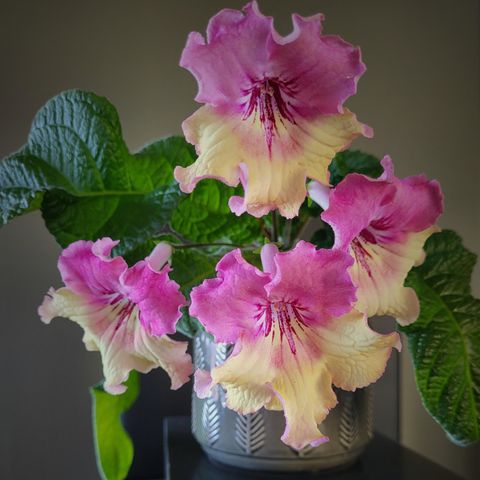 Streptocarpus småplanter