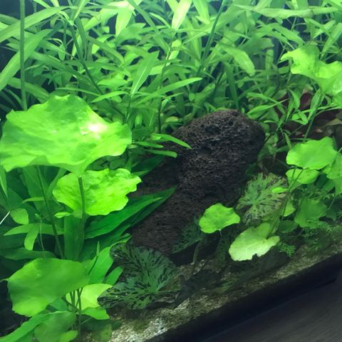 30L akvarium