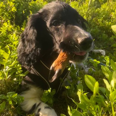 Rådyr/hjorteskank til hundetrening/ettersøk/blodspor