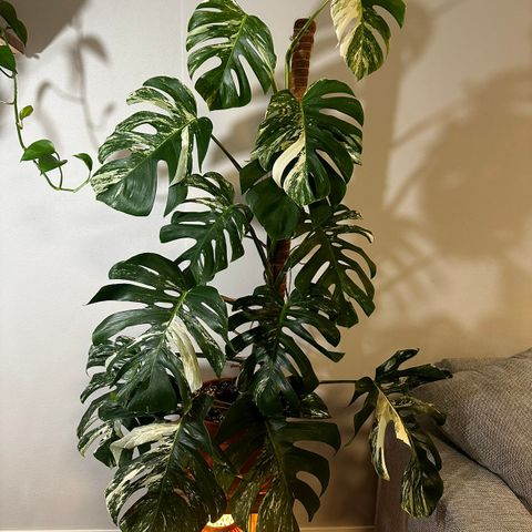 Stor Monstera Variegata