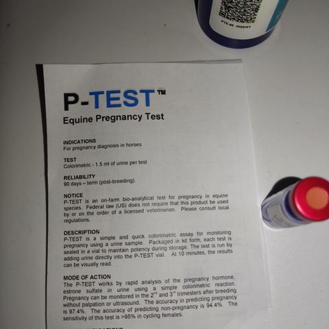 P test hest/ graviditetstest