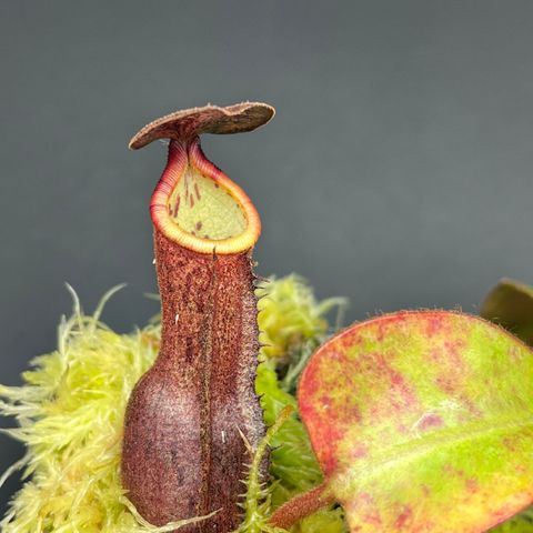 Nepenthes (lowii x clipeata) x (boschiana x clipeata) med sideskudd