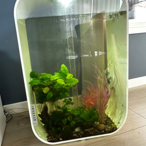 60 liter biorb akvarie med tilbehør