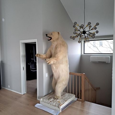 Utstoppet Isbjørn til salgs /sjelden!