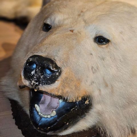 Isbjørnskinn selges - bud ønskes