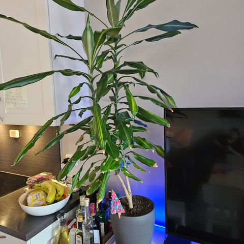 Grønn Plante Selges! Dracaena Fragrans/ Draketre/ Dragetre