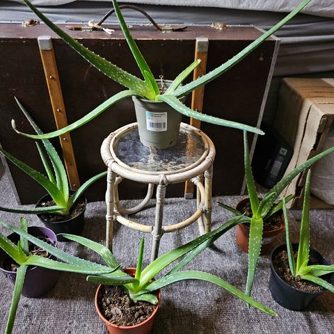 Aloe Vera plante