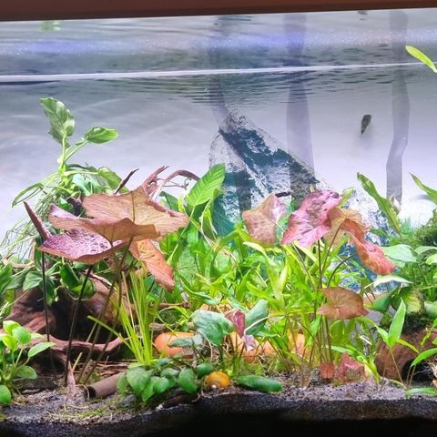 Fullt utstyrt 120L akvarium til salgs