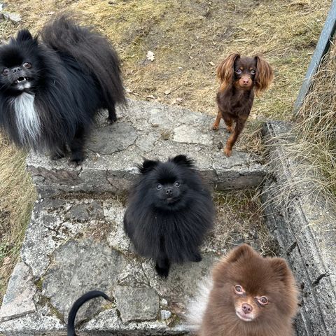 Ledig hundepass til små hunder