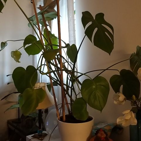 Monstera