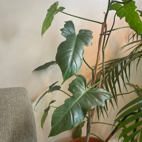 Philodendron Camouflage