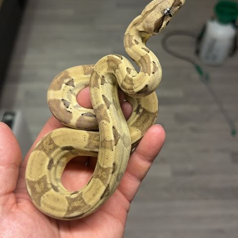 Ghost poss super hypo het albino (gutt)