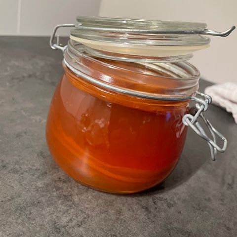 Kombucha Scoby og starter (2 stk leveringsklar)