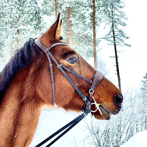 Varmblods hoppe settes ut på helfor