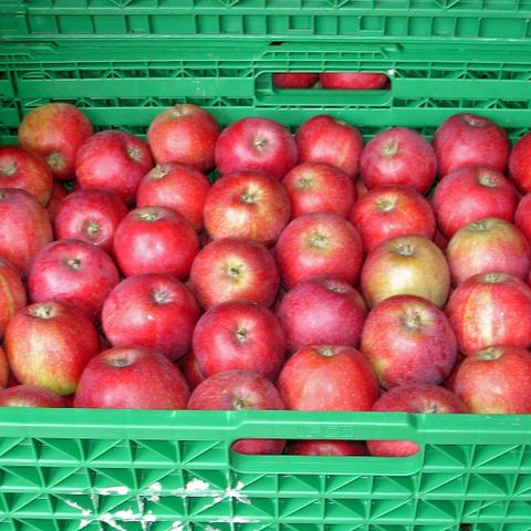 Har du epler eller pærer som ikke høstes? 🍏