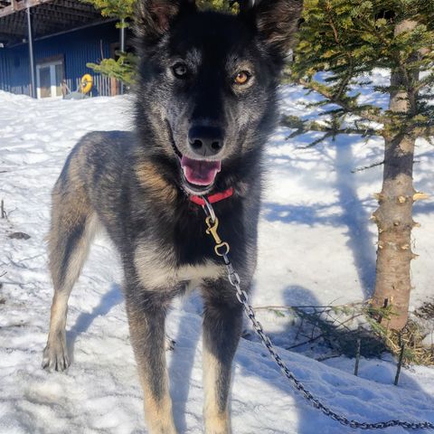 Alaska husky tispe ønsker familie