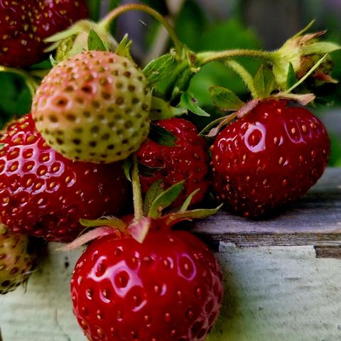 🍓🍓🍓Korona jordbær og Rugen månedsjordbær  planter til salg .