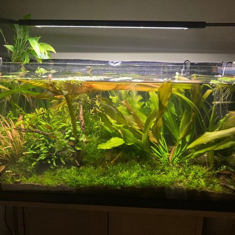 akvarieplanter - ferskvannsstang - flyteplanter -snegler