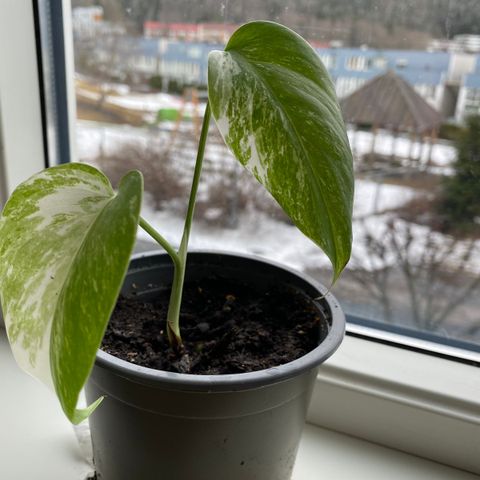 Monstera variegata hel plante