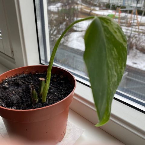 Monstera variegata hel plante