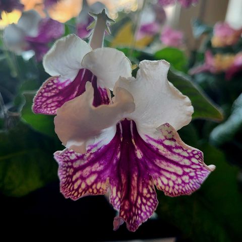 Streptocarpus