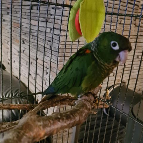 Liten papegøye: Demerara Conure, Fiery-shouldered Parakeet, Pyrrhura egregia♡