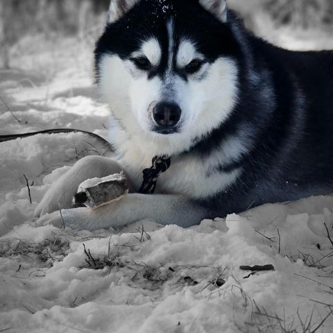 Renraset husky hannhund.