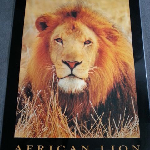 AFRICAN LION (Plakat)