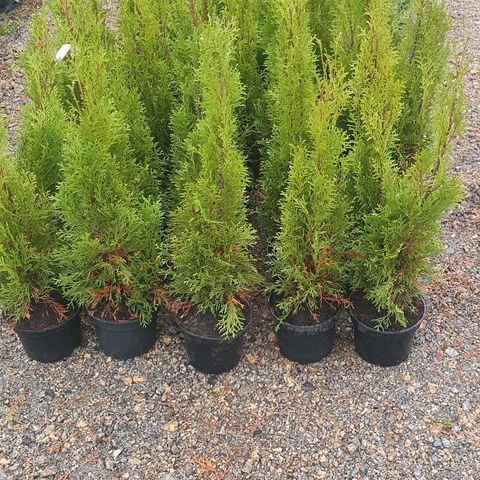 Thuja