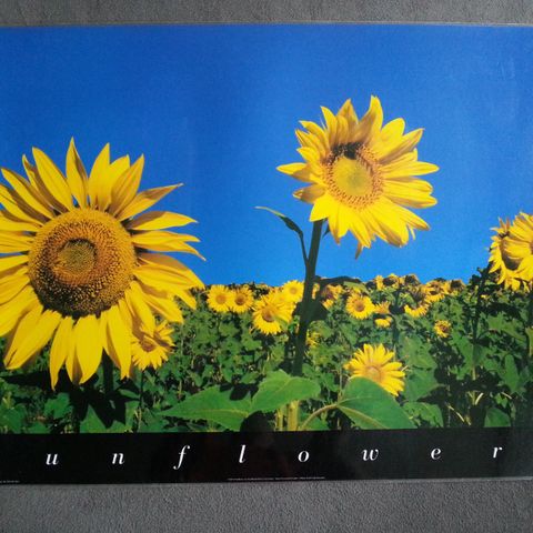 Sunflowers (Plakat)