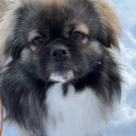 Tibetansk spaniel gutt 1 år og 5 måneder