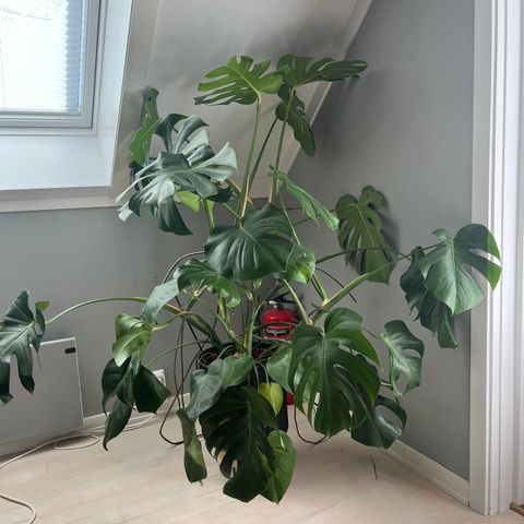 Monstera (blader ca. 30 cm)