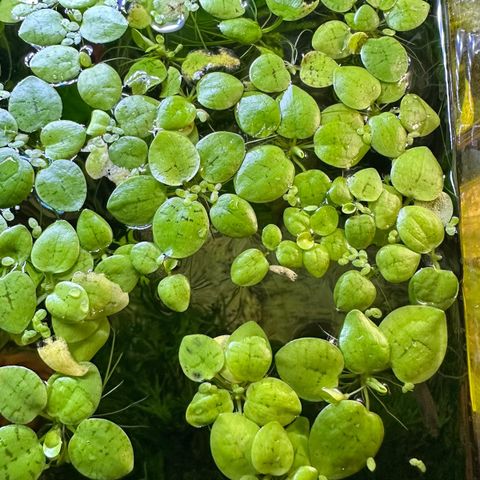 Frogbit