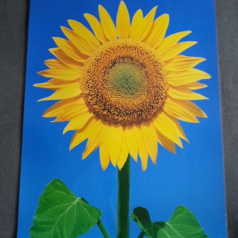 Sunflowers (Plakat)