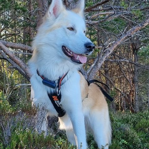 Alaska Husky, 2 år gml.