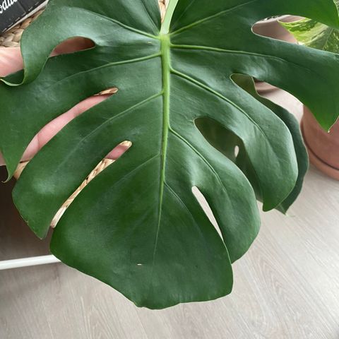 Monstera deliciosa (large form) stiklinger