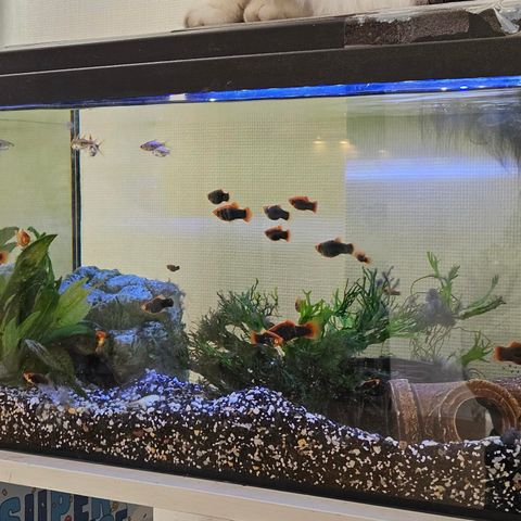Akvarium med fisk +++